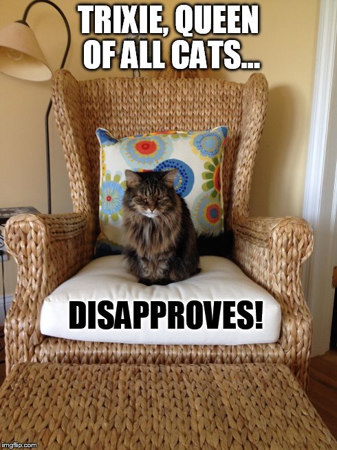TRIXIE, QUEEN OF ALL CATS... DISAPPROVES! | image tagged in trixie | made w/ Imgflip meme maker