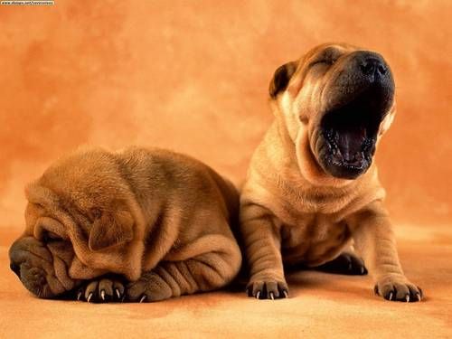High Quality sleep yawn puppies Blank Meme Template