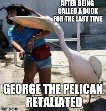 Pelican revenge | AFTER BEING CALLED A DUCK FOR THE LAST TIME GEORGE THE PELICAN RETALIATED | image tagged in funny,memes,pelicans,comedy,oblivious hot girl | made w/ Imgflip meme maker