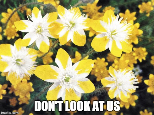 ....or you will die. | DON'T LOOK AT US | image tagged in flowers | made w/ Imgflip meme maker