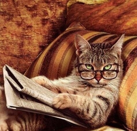 High Quality Reading Cat with Glasses Blank Meme Template