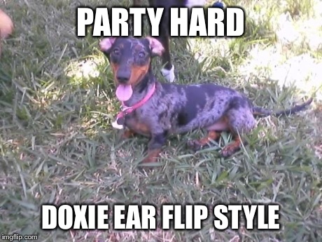 PARTY HARD DOXIE EAR FLIP STYLE | image tagged in darling ear flip,dogs | made w/ Imgflip meme maker