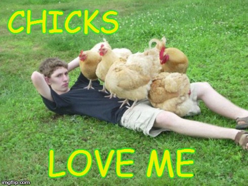 chicks love me  | CHICKS LOVE ME | image tagged in chicken,anti joke chicken,love | made w/ Imgflip meme maker