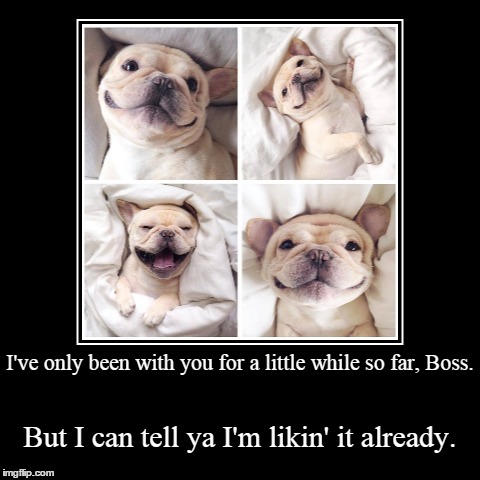 Cute overload | image tagged in funny,demotivationals | made w/ Imgflip demotivational maker