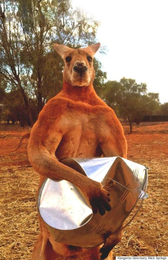 buff kangaroo Blank Meme Template