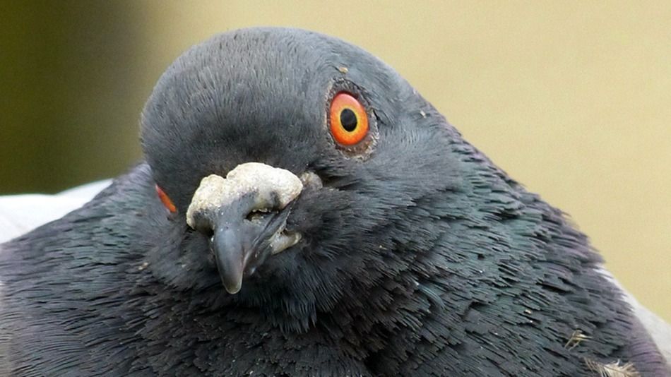 High Quality Pigeon Blank Meme Template