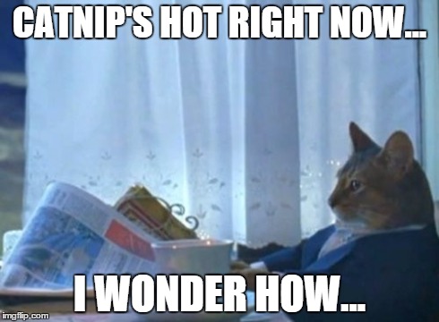 I Should Buy A Boat Cat Meme | CATNIP'S HOT RIGHT NOW... I WONDER HOW... | image tagged in memes,i should buy a boat cat | made w/ Imgflip meme maker