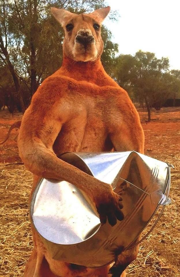 Kangaroo Crushing tin bucket Blank Meme Template