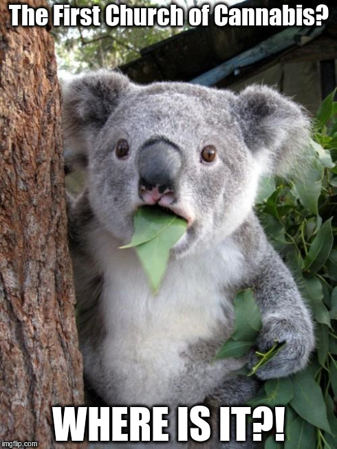 Thanks to the Religious Freedom Restoration Act | The First Church of Cannabis? WHERE IS IT?! | image tagged in memes,surprised koala,religion,pot,marijuana | made w/ Imgflip meme maker