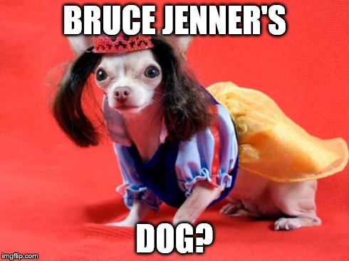 BRUCE JENNER'S DOG? | image tagged in russ | made w/ Imgflip meme maker