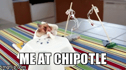 Me at Chipotle | image tagged in gifs,hampster,chiptole,burrito,furry,cute | made w/ Imgflip video-to-gif maker