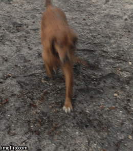 Dawg | image tagged in gifs,dog | made w/ Imgflip video-to-gif maker