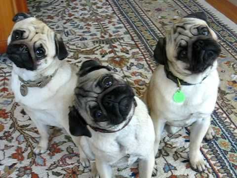 High Quality Confused Pug Trio Blank Meme Template