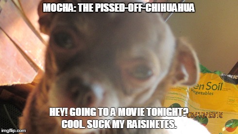 Chihuahua Mocha The pissed off chihuahua | MOCHA: THE PISSED-OFF-CHIHUAHUA HEY! GOING TO A MOVIE TONIGHT? COOL. SUCK MY RAISINETES. | image tagged in chihuahua | made w/ Imgflip meme maker