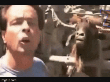 "Hey Ernie, watch this....." | image tagged in gifs,animals | made w/ Imgflip video-to-gif maker