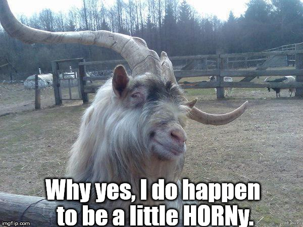 Why yes, I do happen to be a little HORNy. | image tagged in goat smile | made w/ Imgflip meme maker