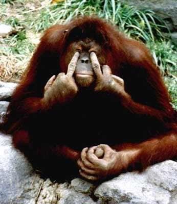 Orangutan  Blank Meme Template