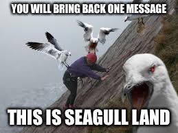 seagull attack | YOU WILL BRING BACK ONE MESSAGE THIS IS SEAGULL LAND | image tagged in seagull attack | made w/ Imgflip meme maker