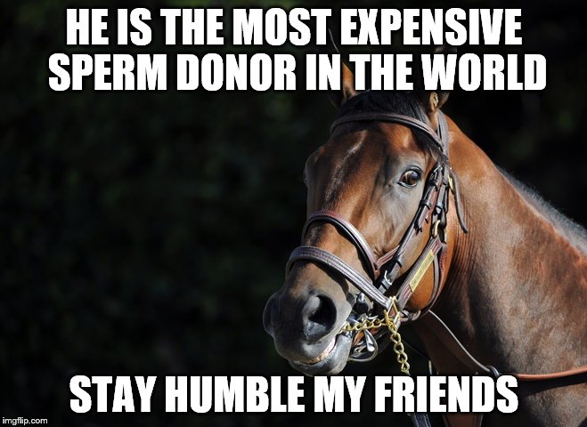 Tres Corona | HE IS THE MOST EXPENSIVE SPERM DONOR IN THE WORLD STAY HUMBLE MY FRIENDS | image tagged in horse | made w/ Imgflip meme maker