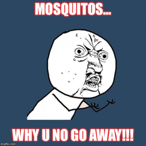 Y U No | MOSQUITOS... WHY U NO GO AWAY!!! | image tagged in memes,y u no | made w/ Imgflip meme maker