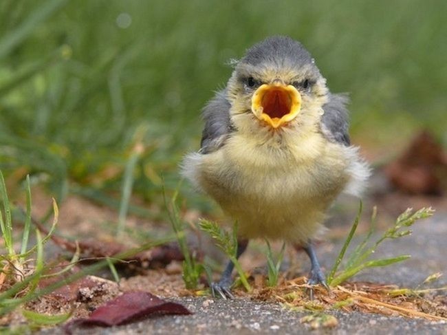 Bird shout Blank Meme Template