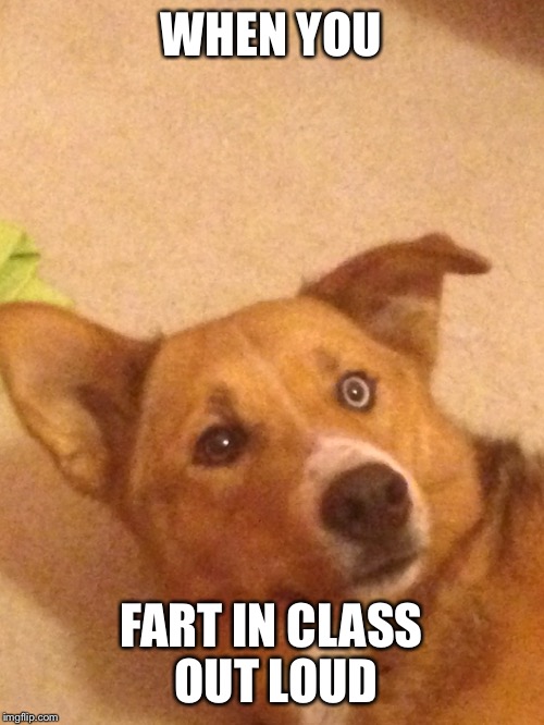 Awkward Dog | WHEN YOU FART IN CLASS OUT LOUD | image tagged in surprised,dog,awkward | made w/ Imgflip meme maker