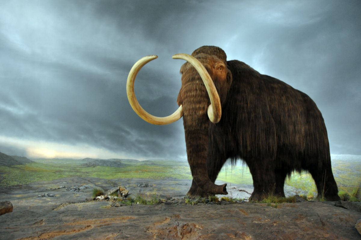 High Quality wooly mammoth Blank Meme Template