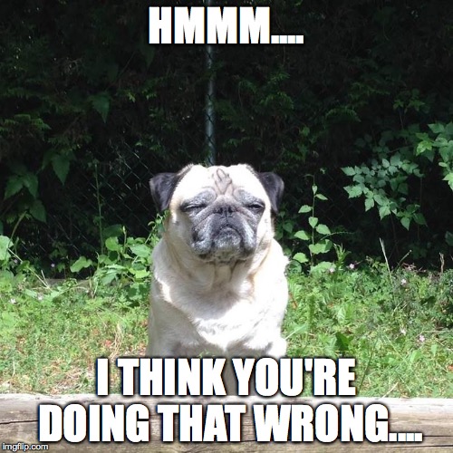 HMMM.... I THINK YOU'RE DOING THAT WRONG.... | image tagged in judgemental pug,dogs | made w/ Imgflip meme maker