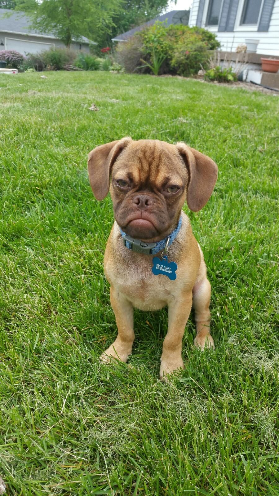 Earl The Grumpy Dog Blank Meme Template