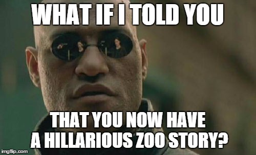 Matrix Morpheus Meme | WHAT IF I TOLD YOU THAT YOU NOW HAVE A HILLARIOUS ZOO STORY? | image tagged in memes,matrix morpheus | made w/ Imgflip meme maker