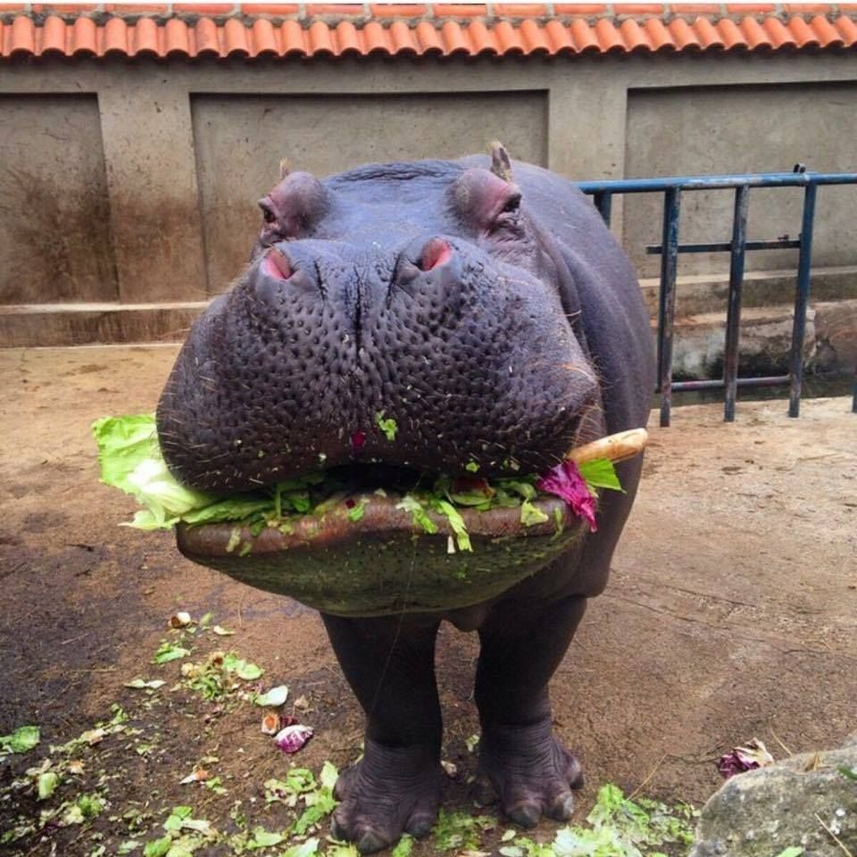 Hippo vegan Blank Meme Template