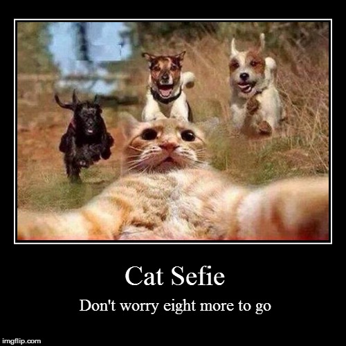 Cat selfie | image tagged in funny,demotivationals,cat | made w/ Imgflip demotivational maker