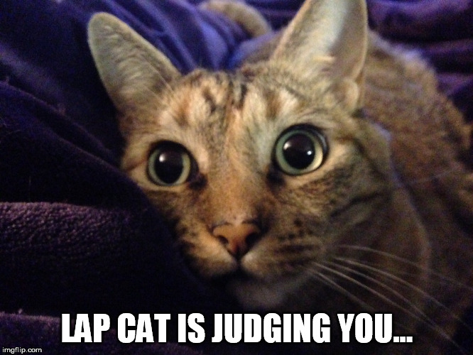 Lap Cat Judges Imgflip
