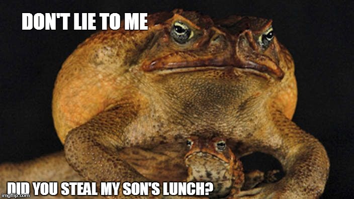 DON'T LIE TO ME DID YOU STEAL MY SON'S LUNCH? | image tagged in toad,bullying,liar,boss,frog | made w/ Imgflip meme maker