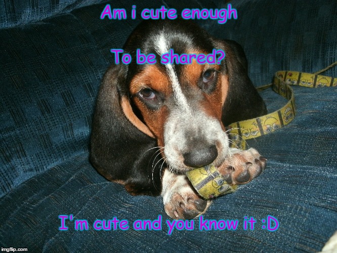 Am i cute enough To be shared? I'm cute and you know it :D | image tagged in i'm cute | made w/ Imgflip meme maker
