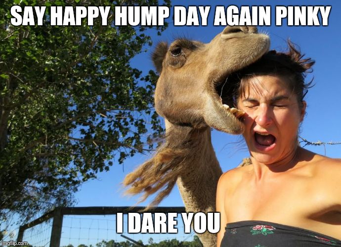 happy hump da....aaayum bruh | SAY HAPPY HUMP DAY AGAIN PINKY I DARE YOU | image tagged in hump day | made w/ Imgflip meme maker