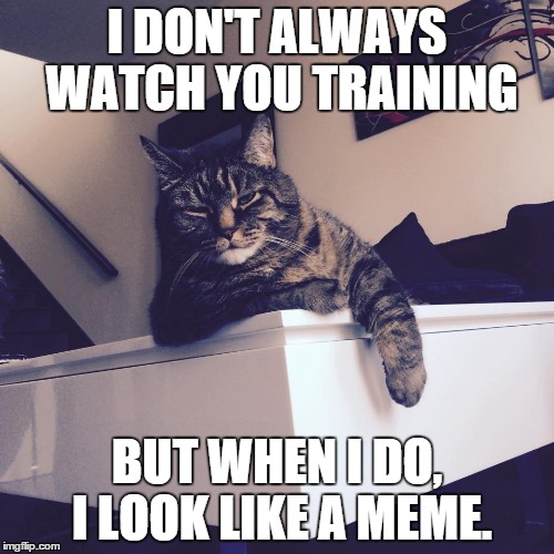 I don't always cat | I DON'T ALWAYS WATCH YOU TRAINING BUT WHEN I DO, I LOOK LIKE A MEME. | image tagged in cats,memes,the most interesting cat in the world | made w/ Imgflip meme maker