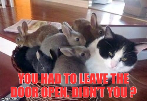 YOU HAD TO LEAVE THE DOOR OPEN. DIDN'T YOU ? | image tagged in humor | made w/ Imgflip meme maker