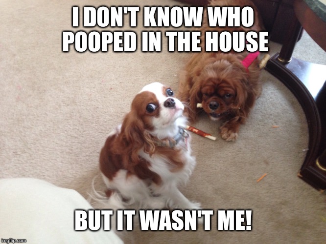 I DON'T KNOW WHO POOPED IN THE HOUSE BUT IT WASN'T ME! | made w/ Imgflip meme maker