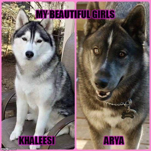 Siberian Huskies | MY BEAUTIFUL GIRLS KHALEESI                            ARYA | image tagged in husky | made w/ Imgflip meme maker