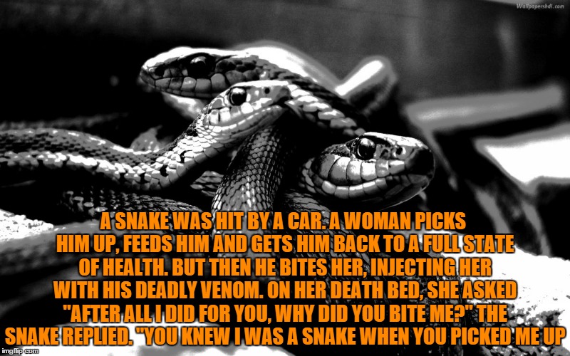 A snake was hit by a car. | A SNAKE WAS HIT BY A CAR. A WOMAN PICKS HIM UP, FEEDS HIM AND GETS HIM BACK TO A FULL STATE OF HEALTH. BUT THEN HE BITES HER, INJECTING HER  | image tagged in snake | made w/ Imgflip meme maker