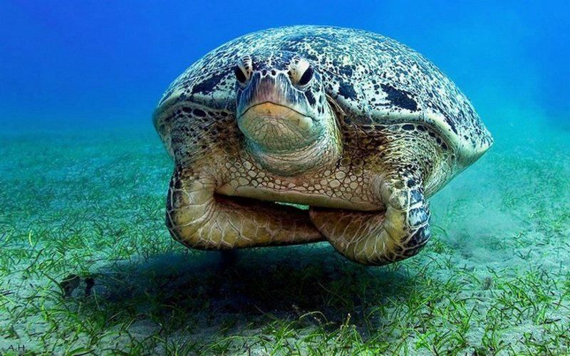 Seriously Skeptical Sea Turtle Blank Meme Template