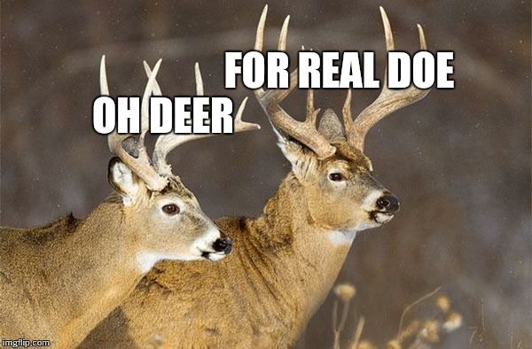 High Quality Deer Puns Blank Meme Template