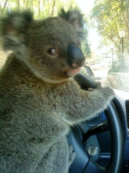 High Quality Driving koala  Blank Meme Template