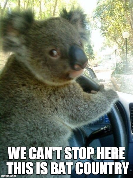Driving koala  | WE CAN'T STOP HERE THIS IS BAT COUNTRY | image tagged in driving koala | made w/ Imgflip meme maker