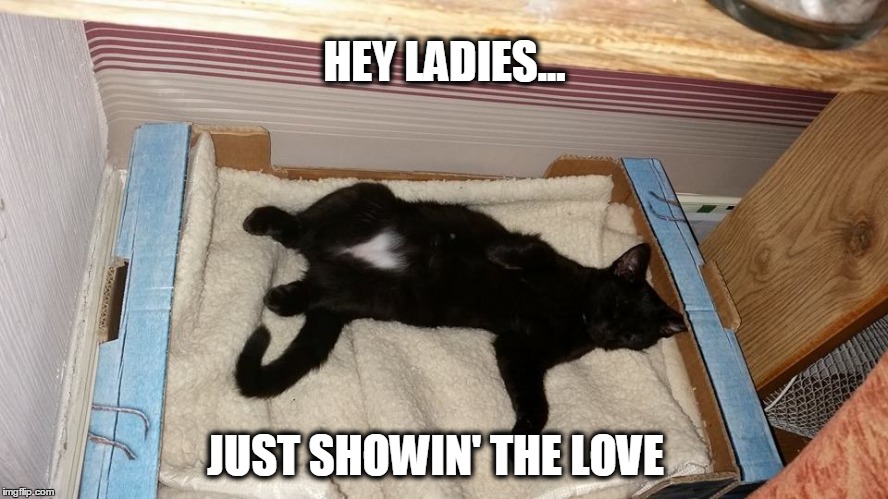 Hey Ladies | HEY LADIES... JUST SHOWIN' THE LOVE | image tagged in love,cats,heart | made w/ Imgflip meme maker
