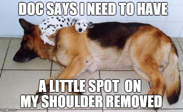 A LITTLE SPOT ON MY SHOULDER REMOVED DOC SAYS I NEED TO HAVE | image tagged in dalmations | made w/ Imgflip meme maker