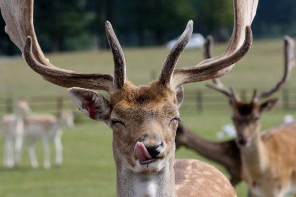 deer thug life Blank Meme Template