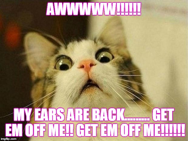 Scared Cat Meme | AWWWWW!!!!!! MY EARS ARE BACK......... GET EM OFF ME!! GET EM OFF ME!!!!!! | image tagged in memes,scared cat | made w/ Imgflip meme maker