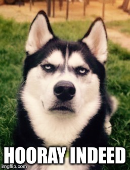 Hooray indeed | HOORAY INDEED | image tagged in sarcastic,dog,badass,hooray indeed | made w/ Imgflip meme maker